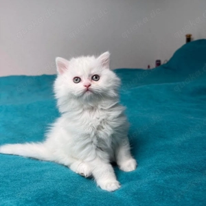 bkh kitten  Bild 2