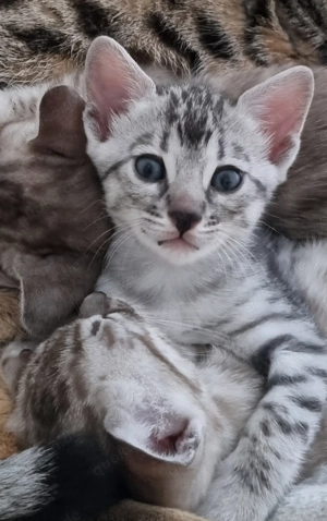 Seal Silver Bengal Kitten mit Stammbaum, sehr verschmust und menschenbezogen 