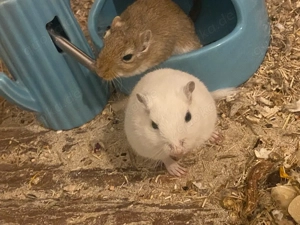 Rennmaus Schwestern suchen ein neues Zuhause