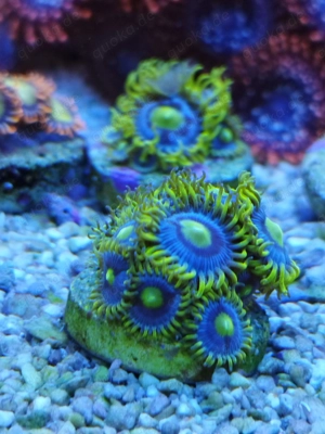 Meerwasser- Korallenableger Zoanthus