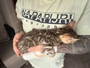 Bengal Braun Mädchen Auch Bringen Möglich 