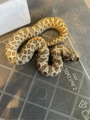 Axanthic 100% het Albino Heterodon