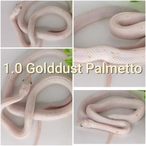 1.0 Golddust Palmetto 