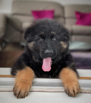 Deutsche Schäferhündin