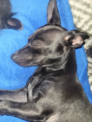 Kleiner Mann sucht liebevolles Zuhause 