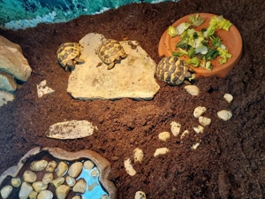 griechische Landschildkröten Nachzucht von 2025