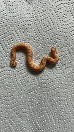 Albino Conda 100% het Axanthic Heterodon