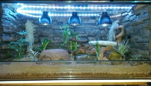 Südliche Madagaskar Boa Bild 2