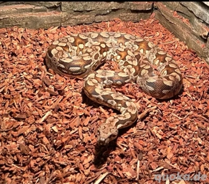 Südliche Madagaskar Boa