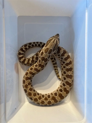 Hakennasennatter 100% het Snow Heterodon nasicus