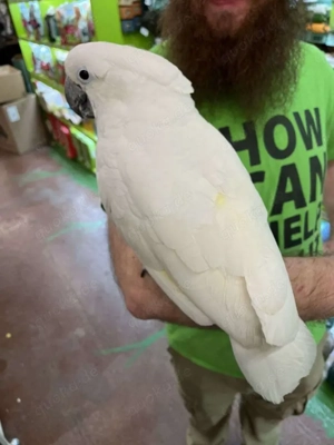 Mittelgroße weiße Schirmkakadus