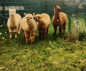 3,1 Alpaka Jungtiere