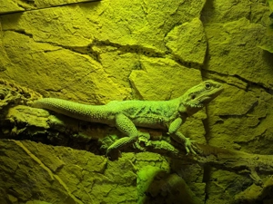 Bartagame mit Terrarium 