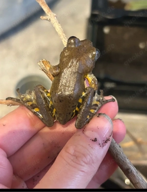 Leptopilis spec. Big-Eye Frog Frosch