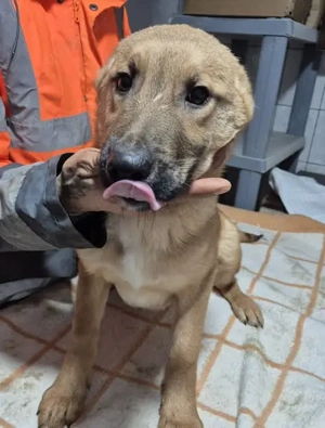 Welpenrüde 890530 sucht seine Familie