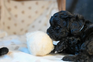 Minipudel Maltipoo Shibainu mix Welpen