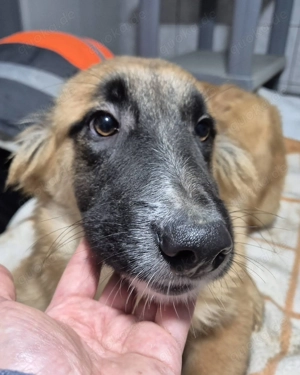 Welpenrüde 890529 sucht sein Körbchen