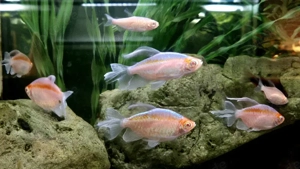 Albino Blauer Kongosalmler XXL Phenacogrammus interruptus