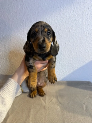 Zwergdackel Weihnachtswunder suchen liebevolles zu Hause 