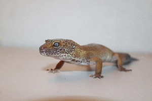 Leopardengecko Männchen NZ 2024 orange-braun gefleckt