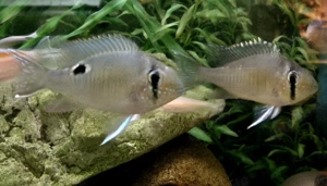 1 Paar Biotodoma cupido