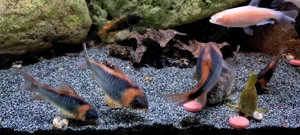 Zuchtgruppe Dreieckspanzerwels Osteogaster eques Corydoras