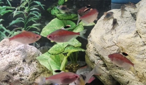 Rotrücken Kirschflecksalmler Schwarm XXL