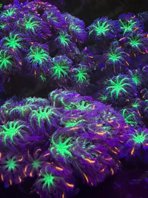 Calvularia Tricolor Ableger Bild 2