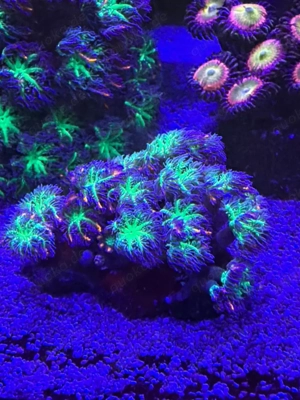 Calvularia Tricolor Ableger Bild 3