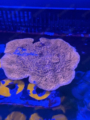 Schöner Montipora Rot Ableger  Bild 3