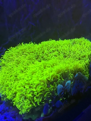 Affenhaar Briareum Hamrum Ableger