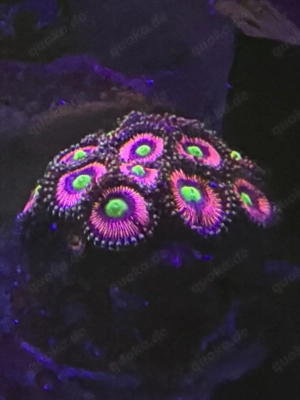 Ableger Zoanthus Lord of the Rings 