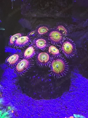 Zoanthus Sunny D Ableger  Bild 2