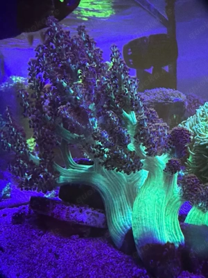 Kenia Bäumchen Blau Ableger