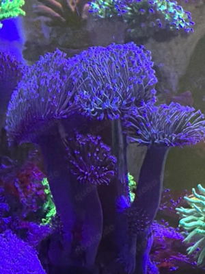 Pilzleder Korallen Ableger