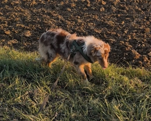 Australien Shepherd Rüde 