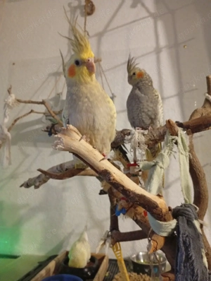 Zwei junge Nymphensittich-Geschwister abzugeben