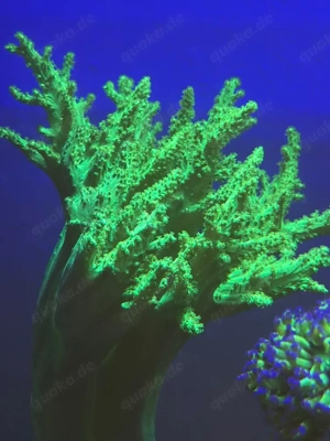 Ableger grünes Kenia Bäumchen 