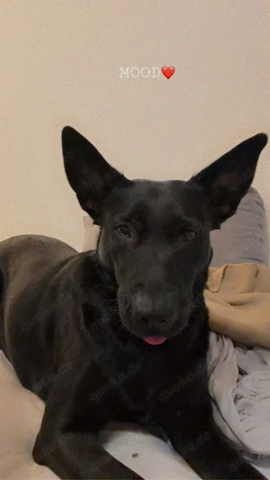 DRINGEND Mischlingshündin