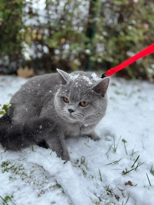 Unsere Nala sucht einen Deckkater