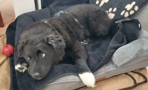 Süßer Baxter will mit dir in sein neues Leben starten