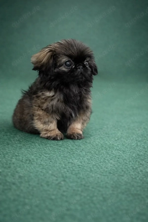 Zuckersüßer Pekinesenwelpe in liebevolle Hände abzugeben