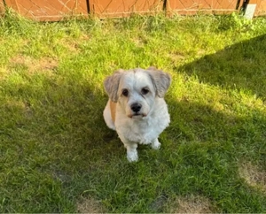 Deckrüde Malteser Shih-Tzu mix