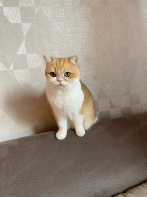 Weibliche BKH Orange