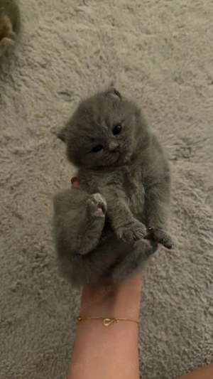 Babykatze, britisch kurz und lang Haar 