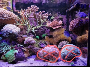 Meerwasserauflösung, Korallen