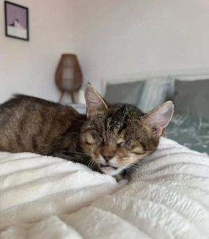 Victoria ein bezauberndes  Katzenmädel Bild 3