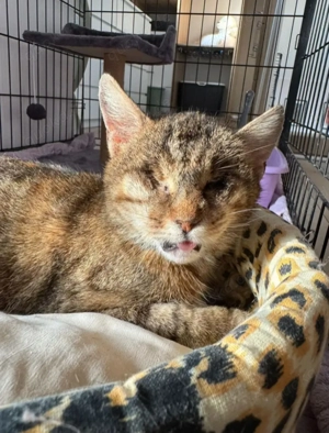 Victoria ein bezauberndes  Katzenmädel Bild 6