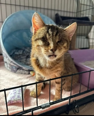 Victoria ein bezauberndes  Katzenmädel Bild 5