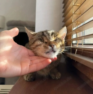 Victoria ein bezauberndes  Katzenmädel Bild 4